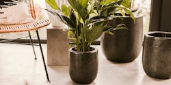 Vosteen Design Blumentopf / Pflanzgefäß Terrakotta schwarz ø 26 cm x H 30 cm