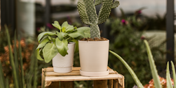 Wikholm form Design Pflanzgefäß / Blumentopf Keramik creme ⌀ 17 x H 18 cm inkl. Untersetzer Wikholm form Design Pflanzgefäß / Blumentopf Keramik creme ⌀ 17 x H 18 cm inkl. UntersetzerZubehörbild