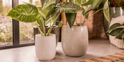 Vosteen Design Blumentopf /  Pflanzgefäß Terrakotta weiß 3er Set ø 20 cm x H 22 cm, 26 cm x H 30 cm, 36 cm x H 40 cm